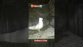 shortsfeed ytshort youtuber tranding khabootar pigeonpigeonlover pigeons [upl. by Yhtnomit]