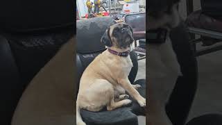 Marlow my big bad hunting dawg ready for action pug dog hunting viralvideo viralshorts [upl. by Loziram]