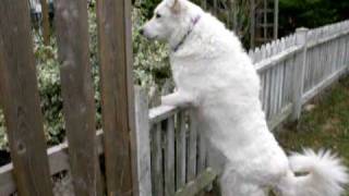 Maremma Sheepdog [upl. by Kcin]