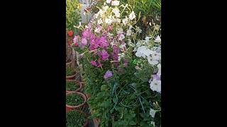 petunia flower update petunia flowers ytshorts naturesounds March 28 2024 [upl. by Ahsoj]