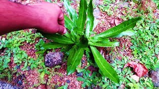 Eryngium Foetidum  ആഫ്രിക്കൻ മല്ലി  Long Coriander [upl. by Zoa]