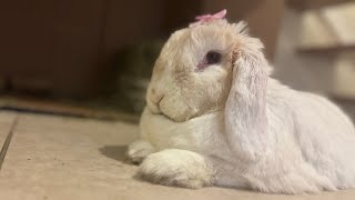 She’s Finally Eating her Timothy Hay 🥹☺️🥳🤩 [upl. by Badr]