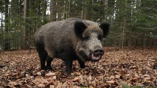 Wild Boar Sounds in the forest  Animal Sounds for kids 2020 [upl. by Ahsiemat966]