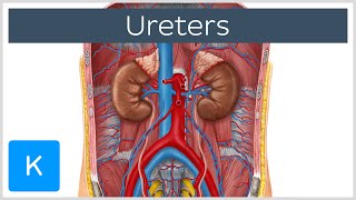 Ureters  Function Definition and Anatomy  Human Anatomy  Kenhub [upl. by Anaicilef]