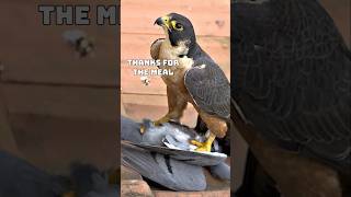 Feeding Falcons  Like and Share to help  LONGRANGE AIRGUN HUNTING fxairguns [upl. by Humbert]