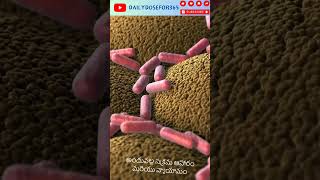 Villi cells digestive system Telugu viralreels facts healthyliving [upl. by Solohcin]