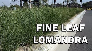 NYALLA® Lomandra has a grass tree look  Ozbreed Strappy Leaf Plants Range [upl. by Dieterich732]