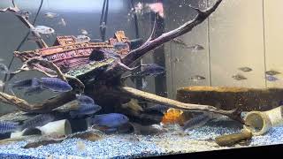 Update on my cichlid fry’s mbunacichlids peacockcichlid africancichlids freshwaterfishtank fish [upl. by Hsirrap]