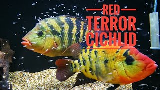 Red terror cichlid Mesoheros Festae [upl. by Ayikal]