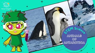 Animals of Antarctica  Science for Kids  STEM Home Learning [upl. by Aubrette441]