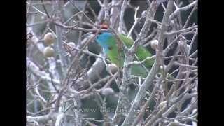 Bluethroated Barbet Megalaima asiatica [upl. by Vallonia331]