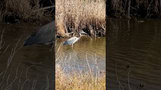 Great Blue Heron Fishing birds herons bird birdwatching shorebirds chincoteague [upl. by Wurster]