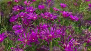 Plant Profile Ice Plant  Delosperma cooperi [upl. by Lanevuj]