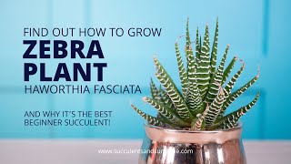 How to take care of Haworthia fasciata quotZebra Plantquot [upl. by Tammie]