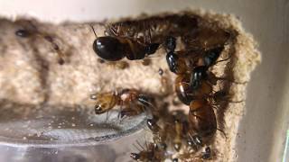 Polygynous Three Queen Camponotus vicinus in Tarheel Fortress [upl. by Dnaltiac]