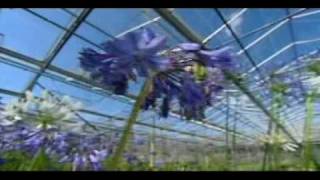 Agapanthus at Chelsea Flower Show  BBC1 17 May 2009 [upl. by Lockwood]