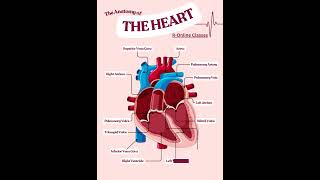 The Anatomy Of Heart Names of Different Parts of a Heart RONLINE CLASSES heart anatomy bio [upl. by Gershon]