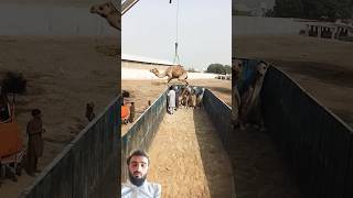 Camel loading in truck shortvideo camel yt camells camelloading smalltruck lighttruck [upl. by Morley]