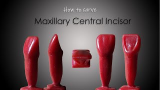 How to Carve a Maxillary Central Incisor ParixArt  Carving tutorial  DADH [upl. by Dnomzed]