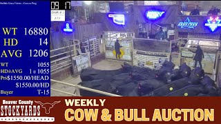 11132024  Beaver County Stockyards Weekly Cow amp Bull Auction [upl. by Sola]