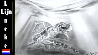 WATERSCHILDPAD tekening grafiet potlood [upl. by Oruntha842]