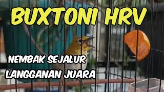 pleci buxtoni nembak wit wit sejalur panjang  pleci Bustomi lain ikut nembak sejalur [upl. by Verras]