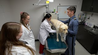 Virginia Tech Corps of Cadets mascot Growley III gets his checkup [upl. by Laenej]