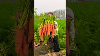 Carrots remove harvesting activities reels 2024 satisfying carrot top [upl. by Lemyt]