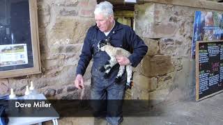 Bowland Lambing Cobble Hey Farm [upl. by Aiki276]