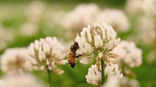 What is Dutch White Clover [upl. by Anoiek400]