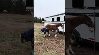 Teaching a Colt to Have His Hoofs Picked horse horseplay equestrian colttraining [upl. by Rosalee]