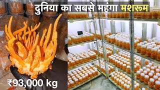 How to Earn 20 lakhs from Cordyceps mushroom farming at home  profitable mushroom farming [upl. by Hodosh]