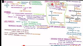 Heme Synthesis amp Porphyria [upl. by Utham]