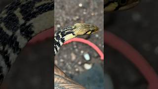 CHEKERED KEELBACK NON VENOMOUS SNAKE  bite master shorts india wildlife nature rescue love [upl. by Ody]