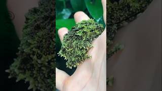 The Strangest Creatures on Earth Part 2 Mossy Frog of Vietnam short viral [upl. by Erreid]