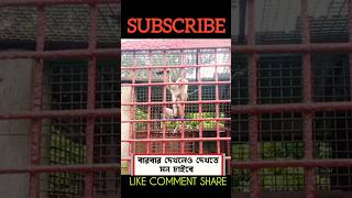 Banar Khela bandarMonkeyHanumanMagicshortsyoutubeshorts [upl. by Alyson675]