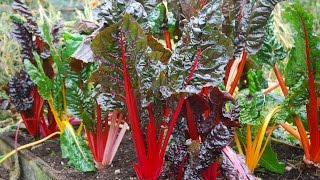 How to Grow Swiss Chard [upl. by Enwad]