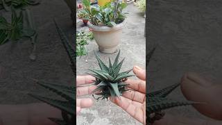 quot🌵 Haworthia Limifolia Plant Grow at Home Easily 🌱 देखभाल के आसान तरीकेquotgarden nature natural [upl. by Euqinomad]