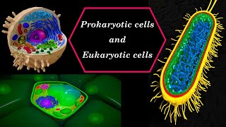 Prokaryotic cells and Eukaryotic cells [upl. by Shara493]