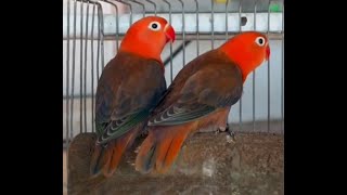 Lovebids Meal Timenew feeder birds pets parrots africanlovebirds aviaryshortvideo shortsfeed [upl. by Alves177]