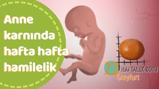 Anne karnında hafta hafta bebek gelişimi [upl. by Nollad]