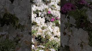 White Azaleas azaleas flowers viralshort shortsvideo garden gardentricks [upl. by Eirised604]