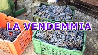 DALLA VITE AL VINO 10 e finalmente si vendemmia [upl. by Buzzell]