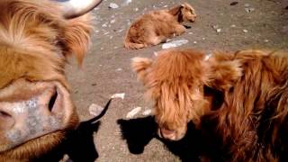 Friendly pet highland cows [upl. by Ramgad698]