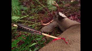 Primitive Archery Hunting for Deer Otzi Arrow Ishi Arrow Traditional Bowhunting [upl. by Lemraj]