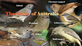 Thornbills of Australia [upl. by Htidra730]