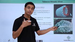 Class 11th – Virus  Tobacco Mosic Virus  Biological Classification  Tutorials Point [upl. by Lartnom]