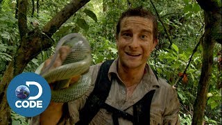 Bear Grylls in Borneo Jungle  Man vs Wild 46 [upl. by Nnyrb]