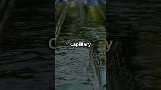 What is capillary action capillaryaction reels sciencefacts science funfacts [upl. by Eirelav]