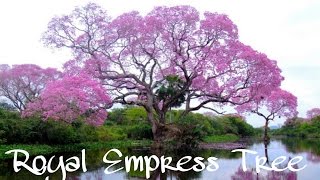 Royal Empress Tree  Paulownia tomentosa  Fastest Growing Tree In The World Paulownia [upl. by Anaihs335]